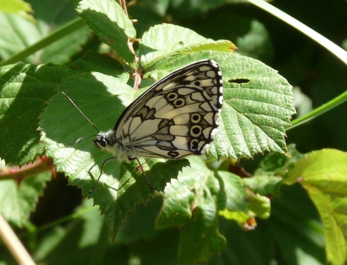 Farfalla da identificare - Melanargia galathea